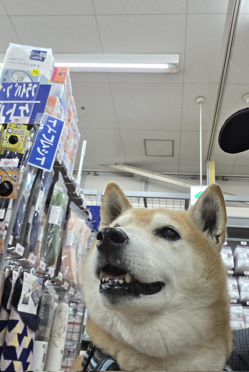 robitan666's tweet photo. 一緒にお買い物出来た☺ありがたい https://t.co/ezVXGFRlVB