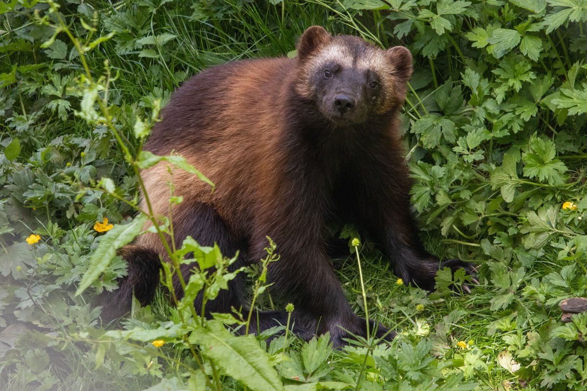 dudleyzoo's tweet photo. Happy 7th Birthday to Helga, our female wolverine! 

Why not adopt Helga on her birthday? 
https://t.co/D76SvyEHJp https://t.co/Z7Ov6a4G1D
