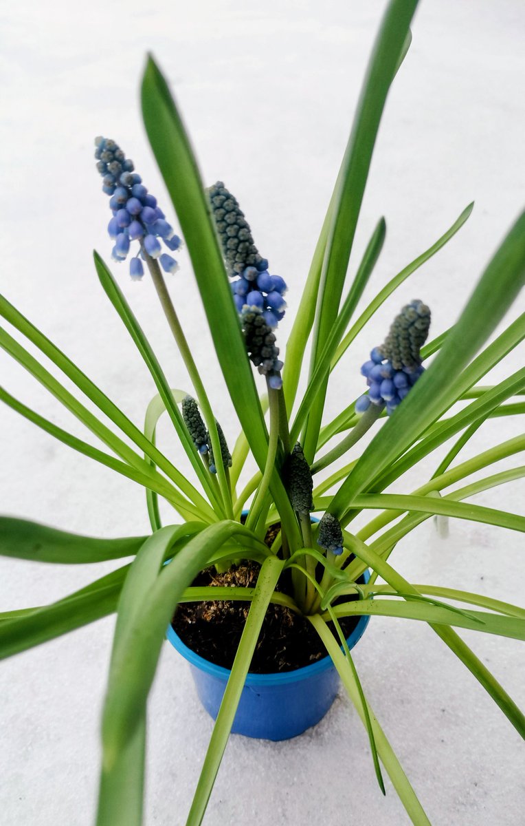 Michaela Kutinová 🦁🇨🇿🇪🇺🇺🇦🇮🇱📿 tweet media