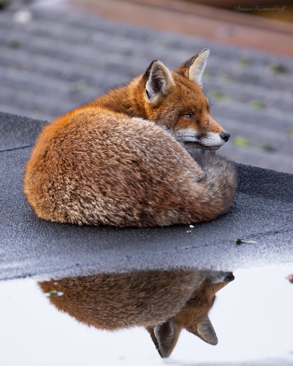 Moody reflections #FoxOfTheDay