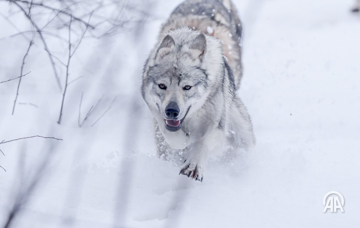 Aytaç Ünal tweet media