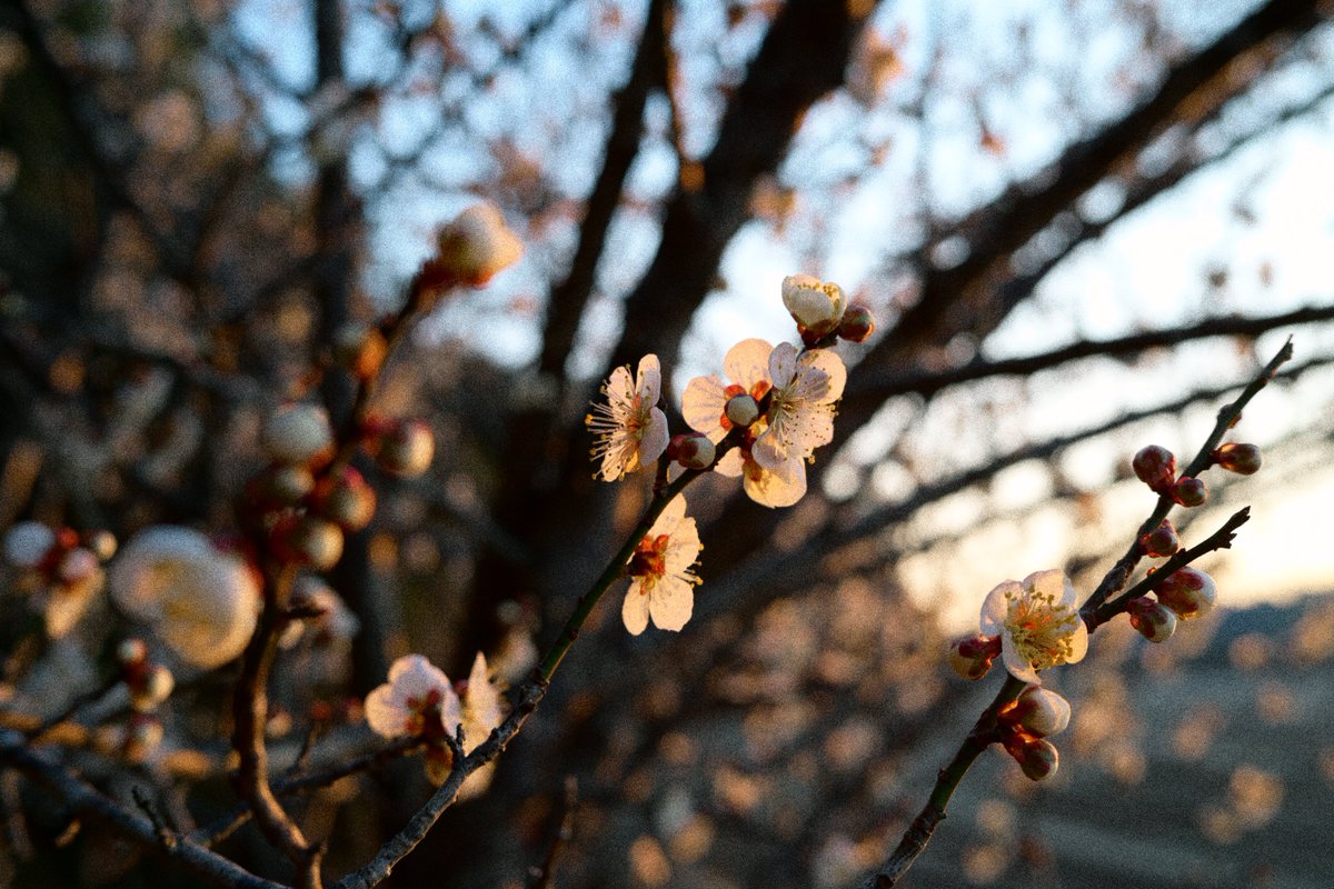NNJUblog's tweet image. Nikon Zf. NIKKOR Z 40mm F2
flexible picture control

夕暮れに探し回って
梅を見つけました(っ´ω`c)