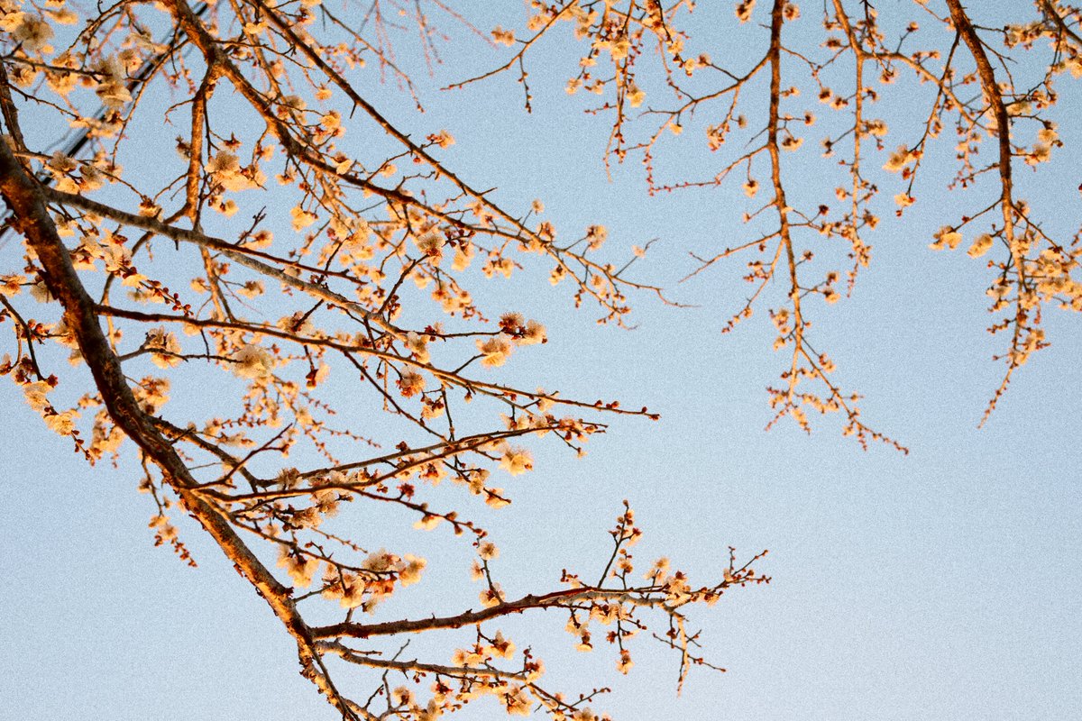 NNJUblog's tweet image. Nikon Zf. NIKKOR Z 40mm F2
flexible picture control

夕暮れに探し回って
梅を見つけました(っ´ω`c)