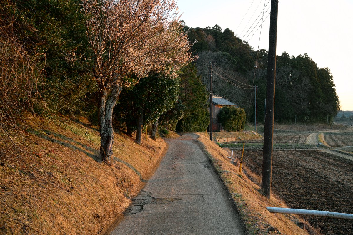 NNJUblog's tweet image. Nikon Zf. NIKKOR Z 40mm F2
flexible picture control

夕暮れに探し回って
梅を見つけました(っ´ω`c)