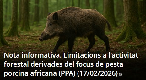 cpforestal's tweet photo. ⚠️ Pesta porcina africana (PPA)
Nota informativa i actualització de mesures (17/02/2026).
🌲 L’activitat forestal pot ser vector de transmissió
📍 Zones diferenciades i protocols estrictes
#PPA #Boscos #SanitatAnimal
Més info: https://t.co/4qkY5VPUvb https://t.co/o9wvBNFRYM