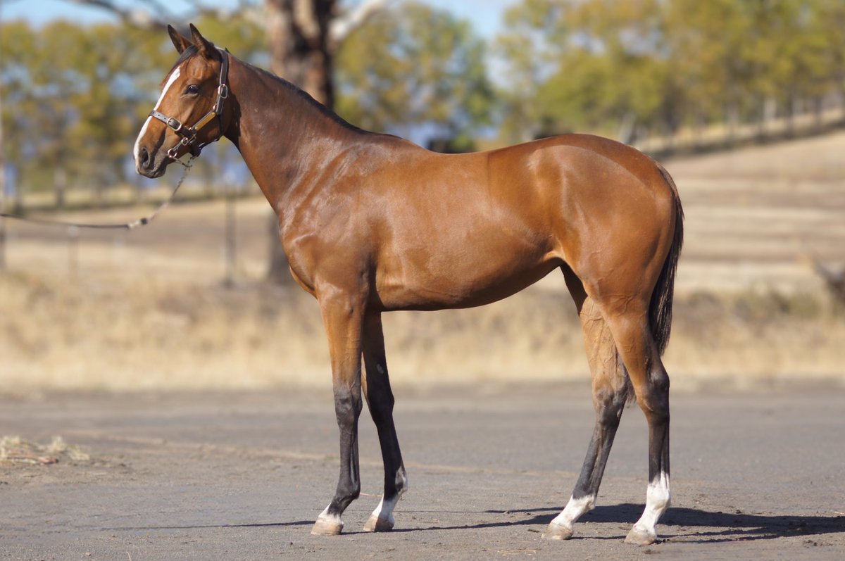 MagnumParkFarm's tweet photo. 🏇 A glimpse of what’s heading to Magic Millions Tasmania in 2026. 🏇

Levendi draft.
Strength.
Balance.
Depth of pedigree.

We are looking forward to showing them on the ground. 🏆

More tomorrow. 👀🏇

#MagicMillions #Levendi #MagnumPark #YearlingDraft #Horses https://t.co/OPuNpiZRxv