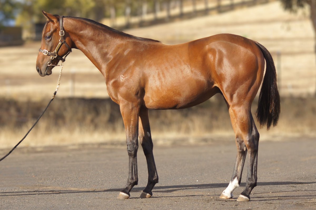 MagnumParkFarm's tweet photo. 🏇 A glimpse of what’s heading to Magic Millions Tasmania in 2026. 🏇

Levendi draft.
Strength.
Balance.
Depth of pedigree.

We are looking forward to showing them on the ground. 🏆

More tomorrow. 👀🏇

#MagicMillions #Levendi #MagnumPark #YearlingDraft #Horses https://t.co/OPuNpiZRxv