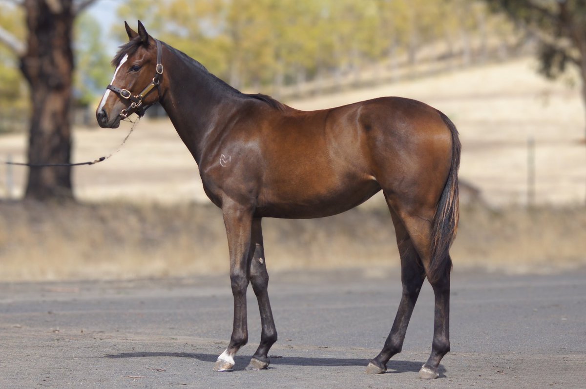 MagnumParkFarm's tweet photo. 🏇 A glimpse of what’s heading to Magic Millions Tasmania in 2026. 🏇

Levendi draft.
Strength.
Balance.
Depth of pedigree.

We are looking forward to showing them on the ground. 🏆

More tomorrow. 👀🏇

#MagicMillions #Levendi #MagnumPark #YearlingDraft #Horses https://t.co/OPuNpiZRxv