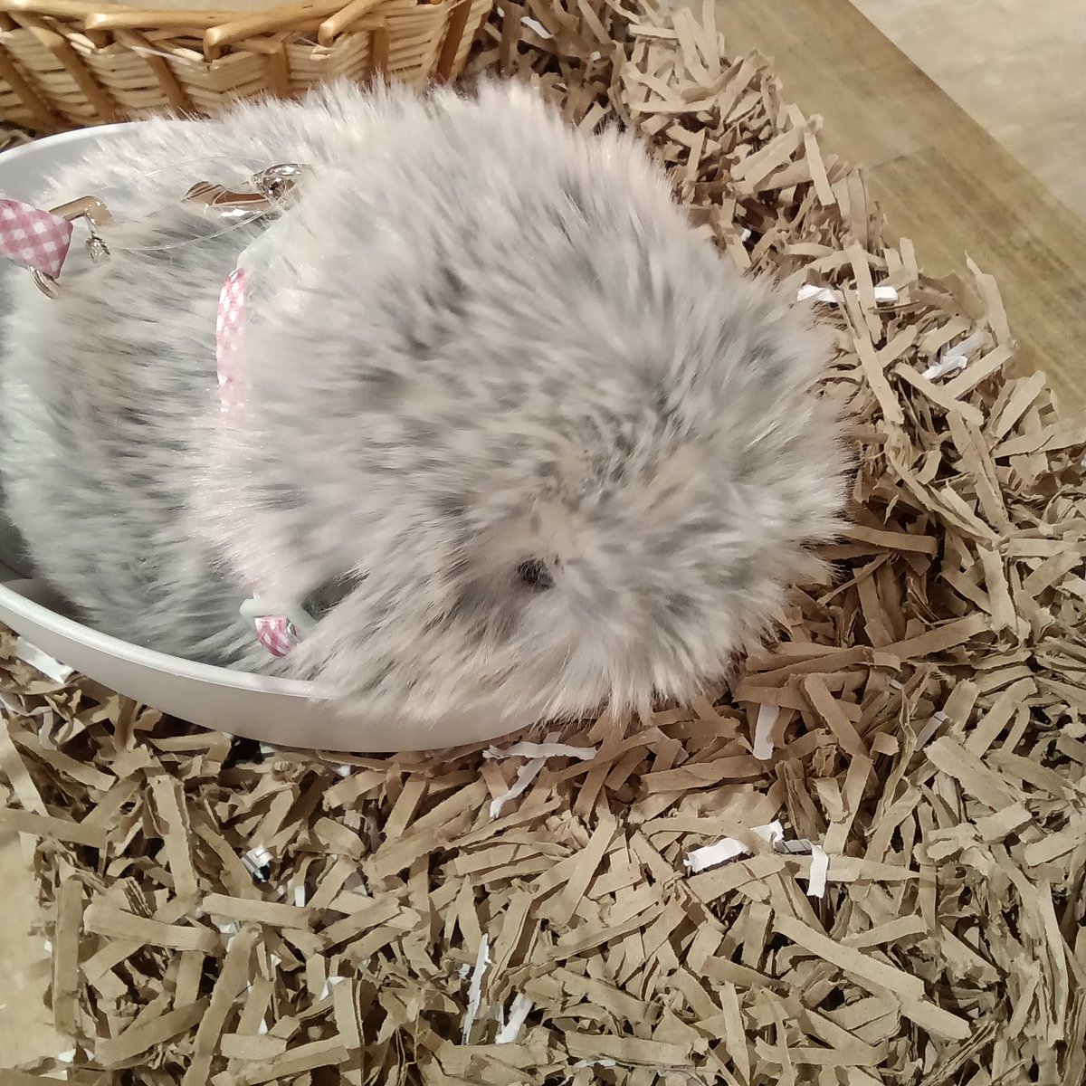 公式】Moflin（モフリン）｜感情が育つAIペット (@casio_moflin