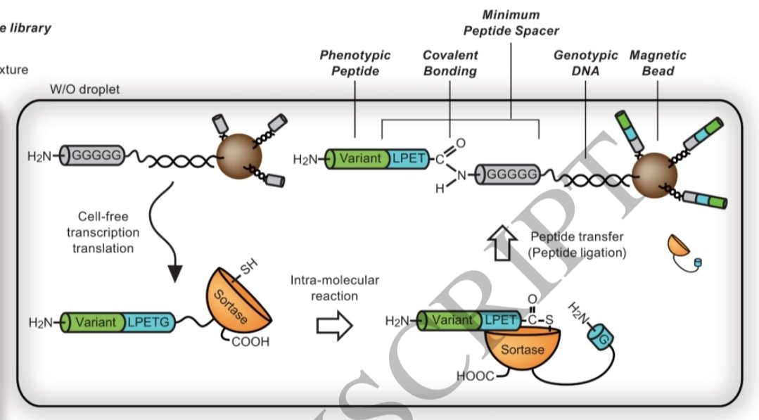 Olivier Borkowski tweet media