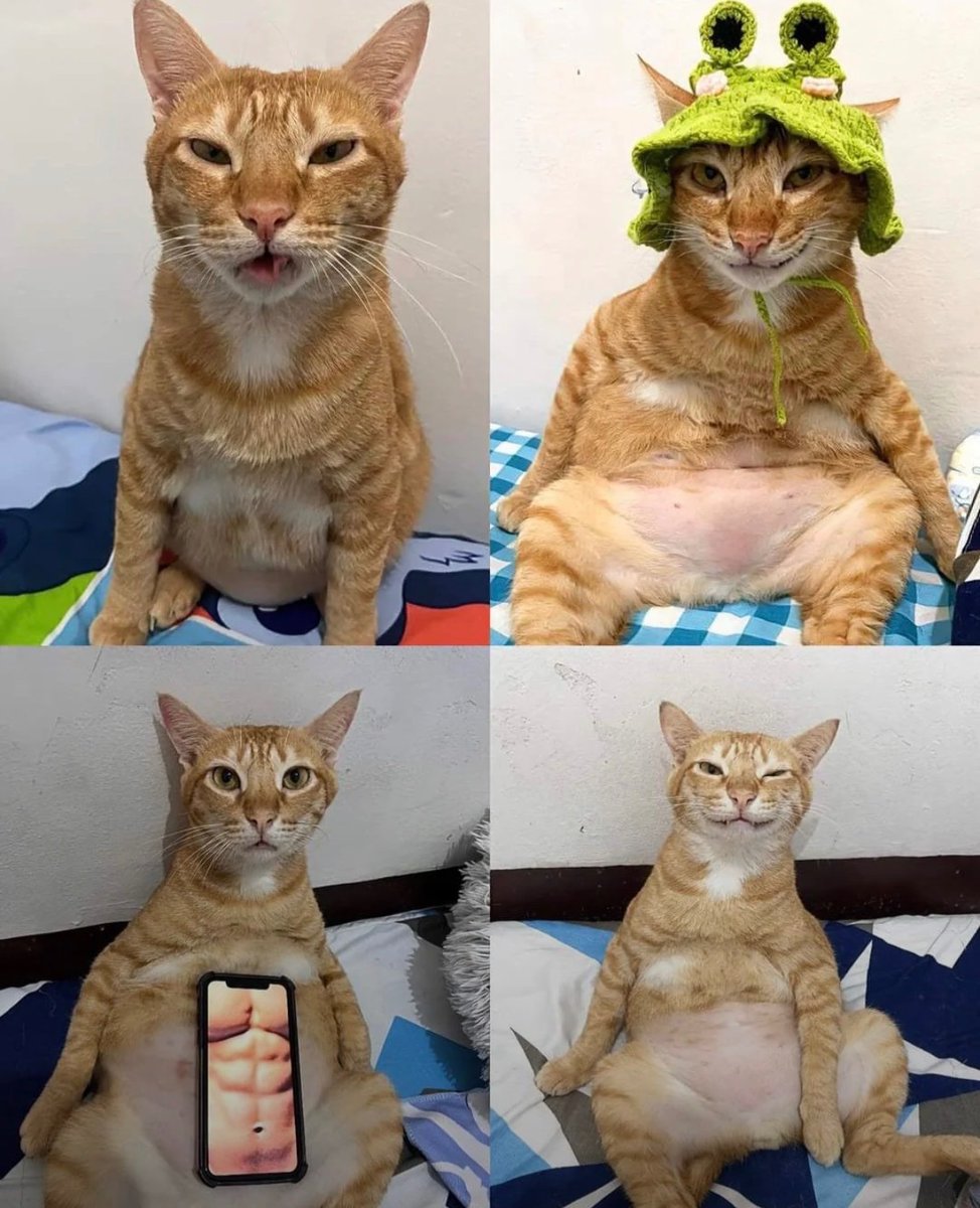 cats with powerful impression 🐾 tweet media