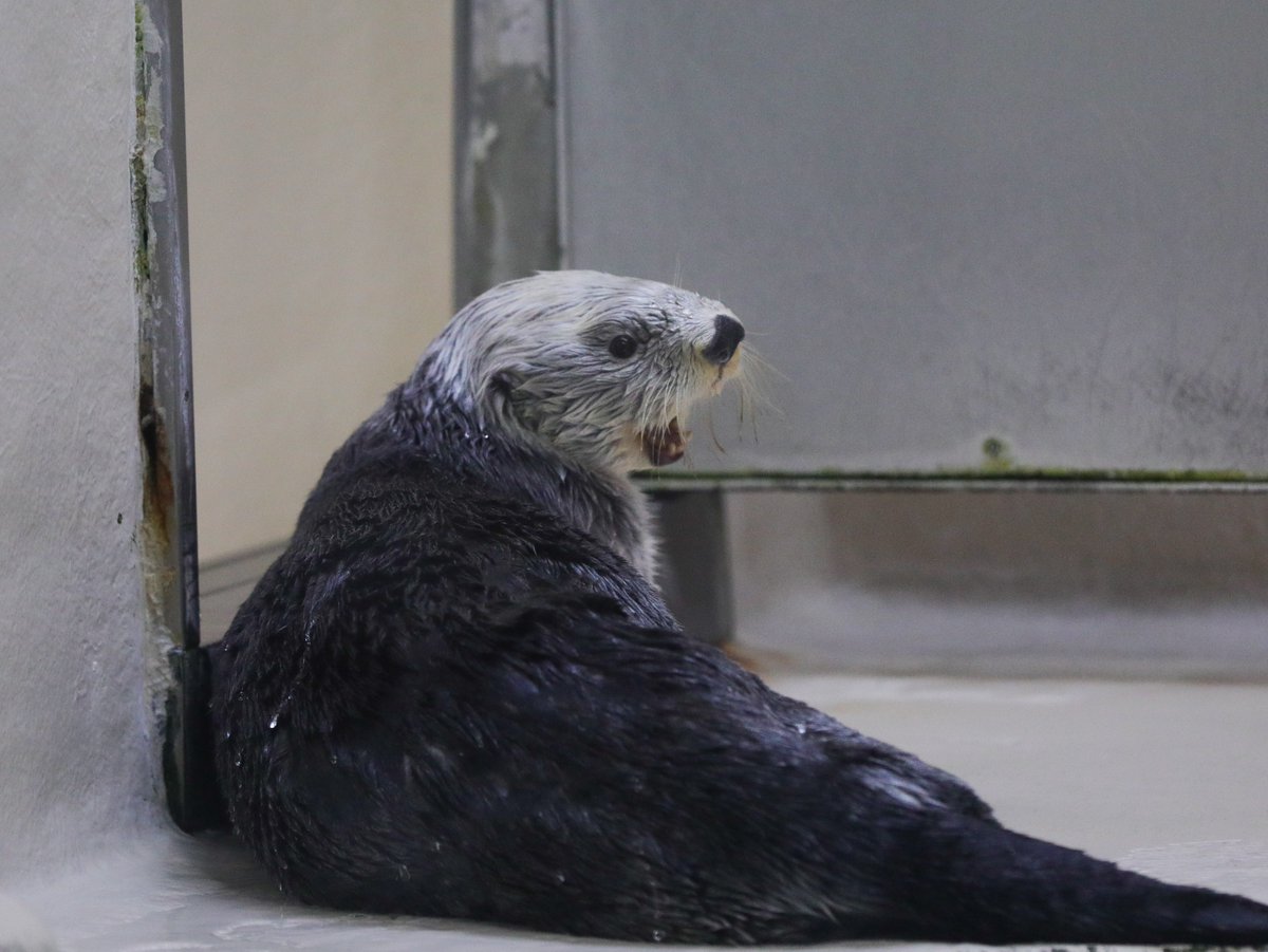 珍しくサブプールに行く前にメイちゃんを呼ぶキラちゃん。 #鳥羽水族館