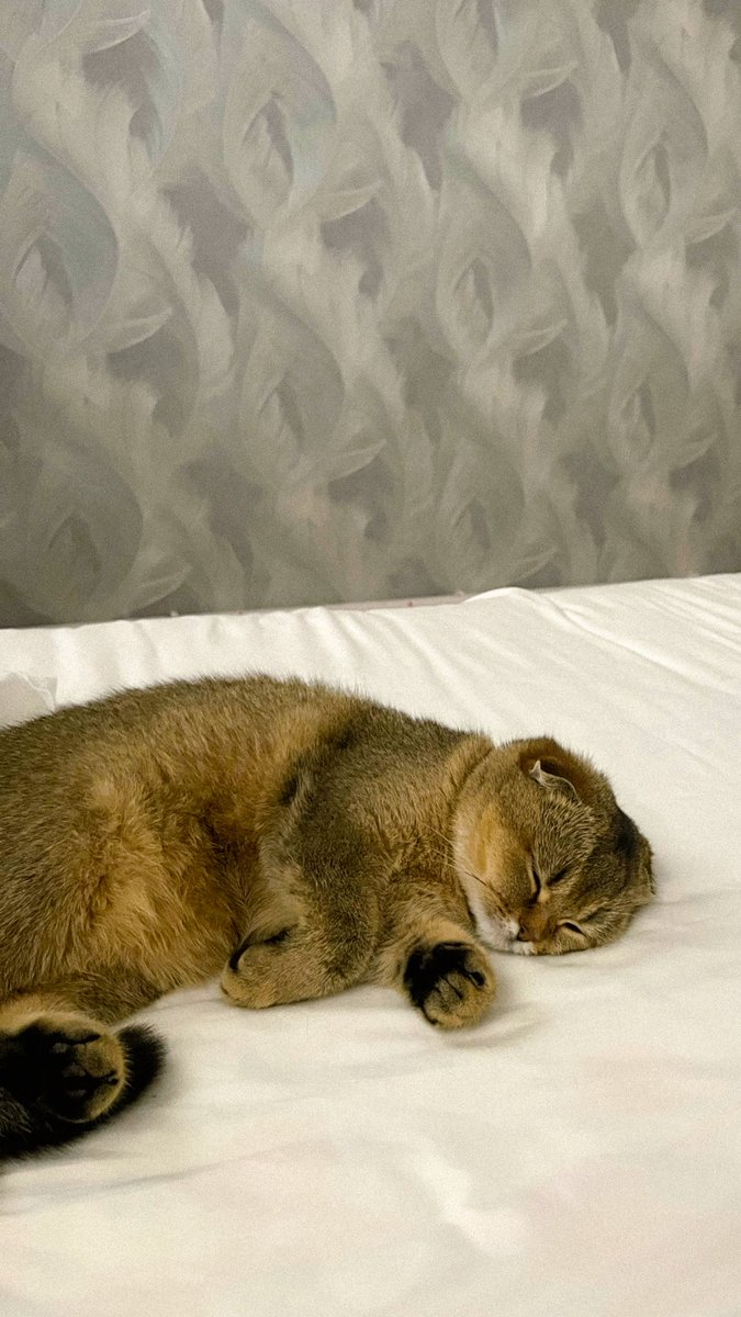 Bolamdek bo’lib qoldi. Har kuni  ertalab 5-6 lar atrofida xonamga kirib peshonamni yalab qo’yadida, meni turg’izmoqchi bo’ladi. Ohiri taqdirga tan berib, yonimga yotvoladi va birga uxlaymiz.