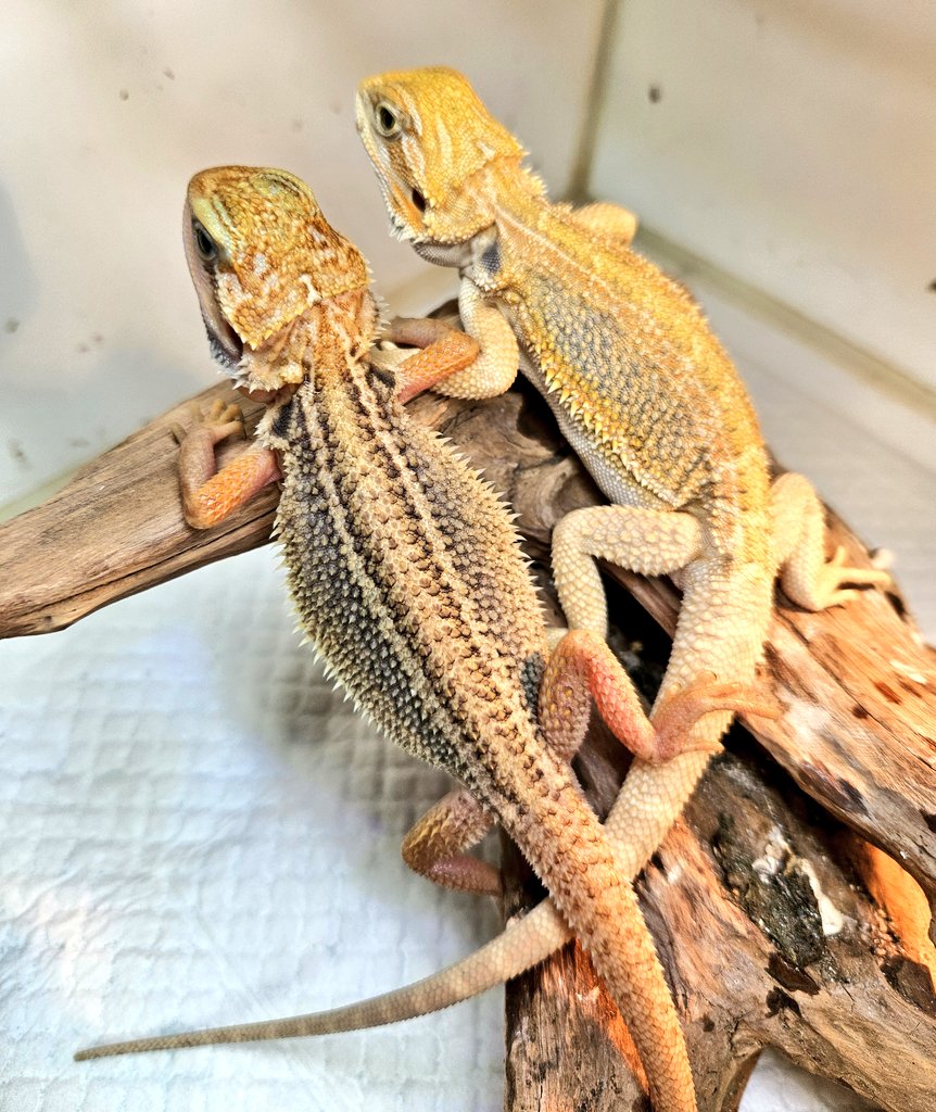 MYCふぁーむ(嫁) tweet media