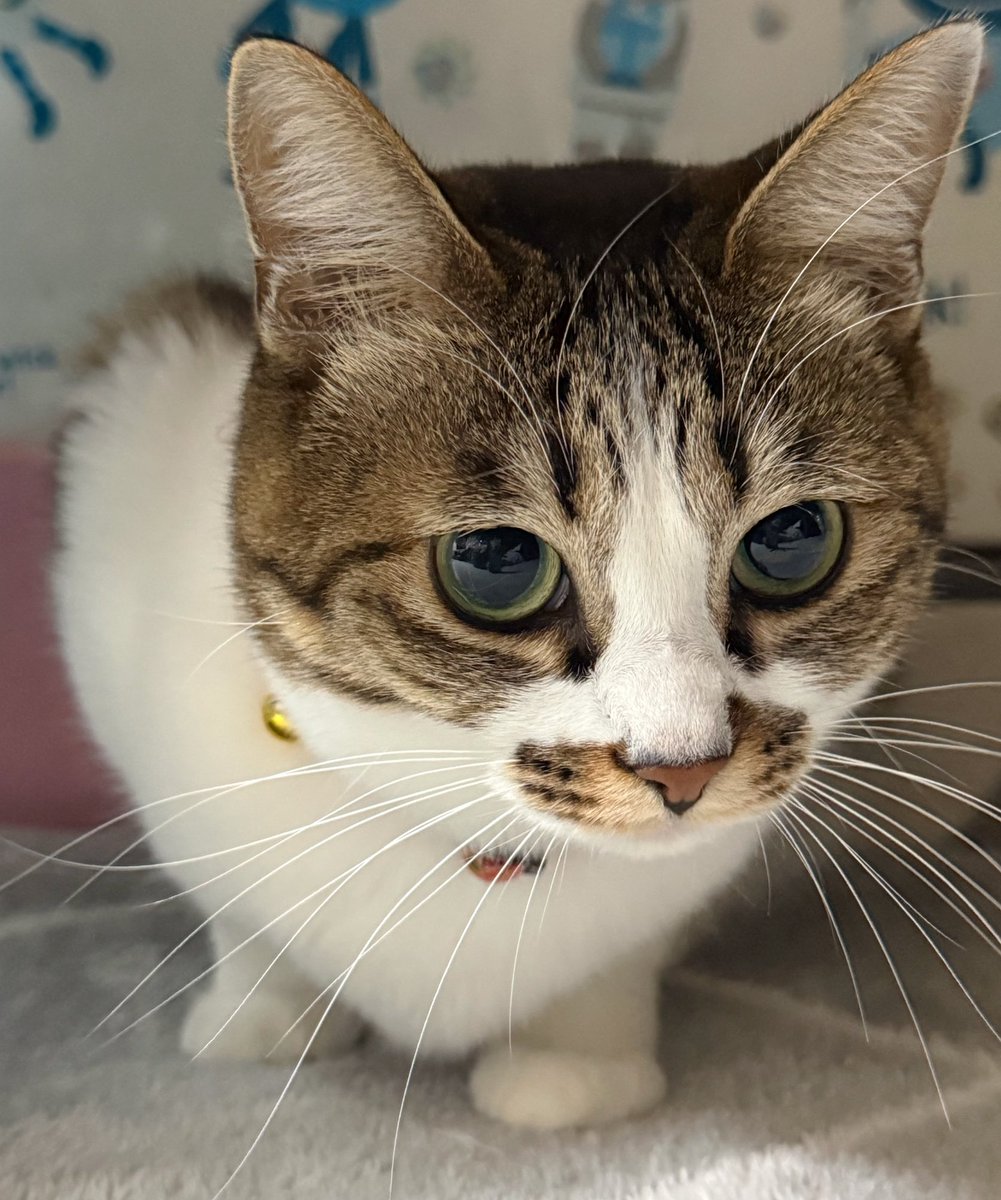 狙ってる狙ってる⟡.* (*´꒳`*) #猫 #キジ白