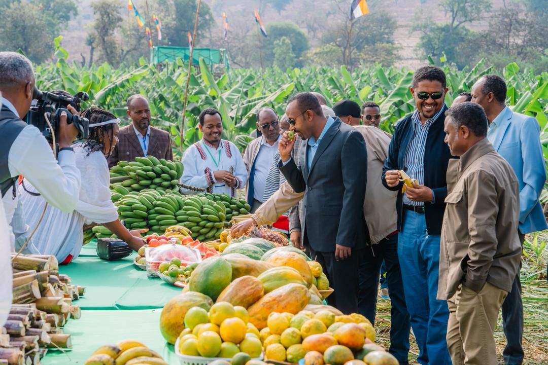 AbiyAhmedAli's tweet photo. Today, I visited a banana cluster farm in Hawa Gelan Woreda of Kelem Welega Zone, developed under the Bounty of the Basket (Lemat Tirūfat) initiative. I was encouraged to see farmers working together in an organized and cooperative manner, transforming the area through their dedication and hard work. The farm stands as a strong example of how properly utilizing local land and water resources can create meaningful change. By applying traditional irrigation methods and making effective use of available resources, the community has built a productive and promising agricultural site. It was especially inspiring to witness how improved road infrastructure is supporting farmers in bringing their produce to market with greater ease. This progress reflects what can be achieved when development efforts are closely aligned with the needs and potential of the local community.