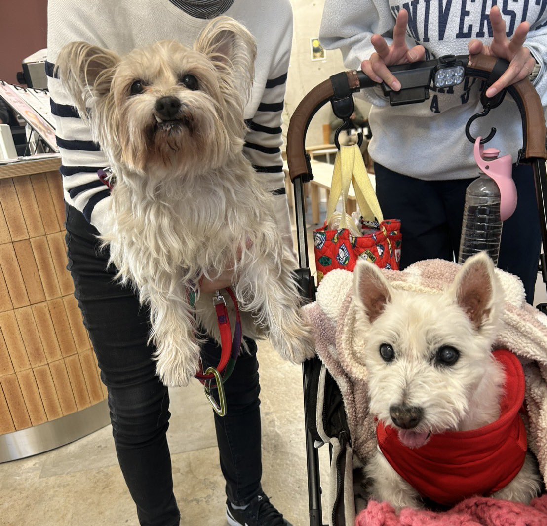 ちーちゃんですけどもっ第3巻予約発売中です❗️ (@ymc_cheezu