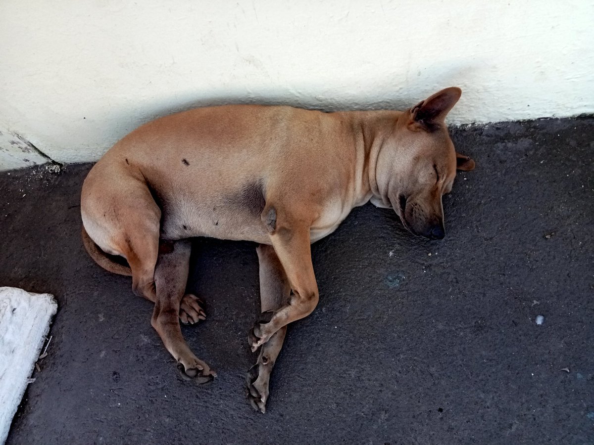 บ่ายนี้ถ้าใครที่เรียนหรือทำงานอยู่รู้สึกง่วง...

ตวงหลับให้แทนแล้วนะคะ🤣🤣🤣