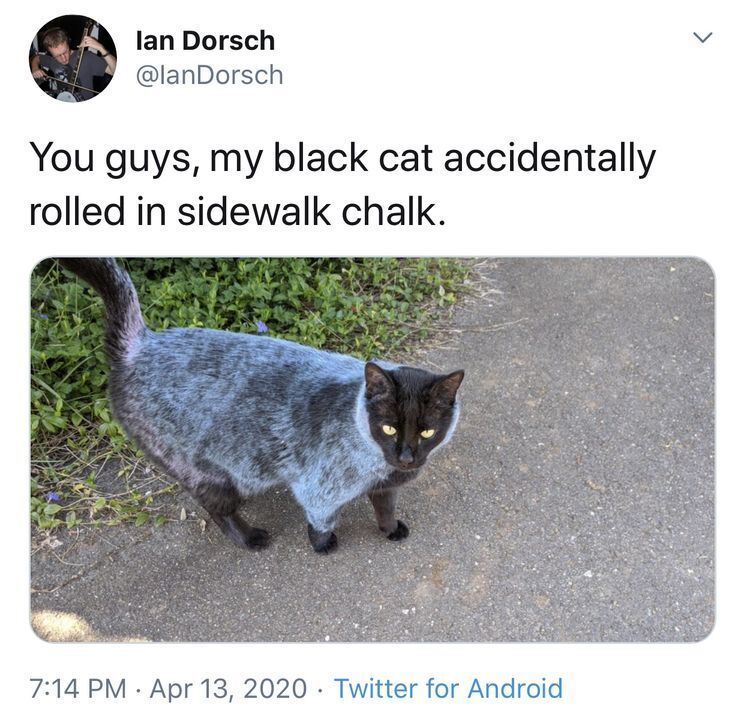Why you should have a cat (@shouldhavecat) on Twitter photo 