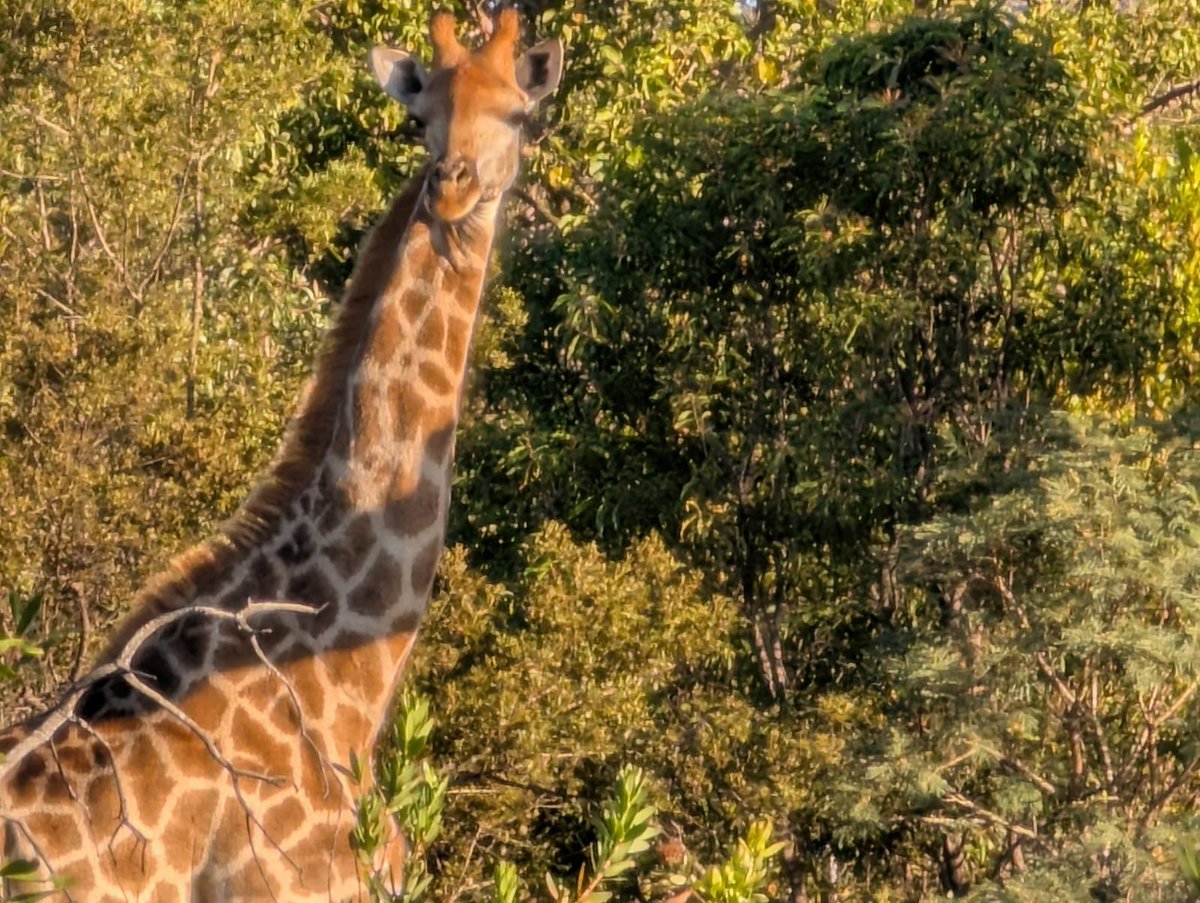 GApost16's tweet photo. AM game drive #SA26 https://t.co/RsMg7OYKfH