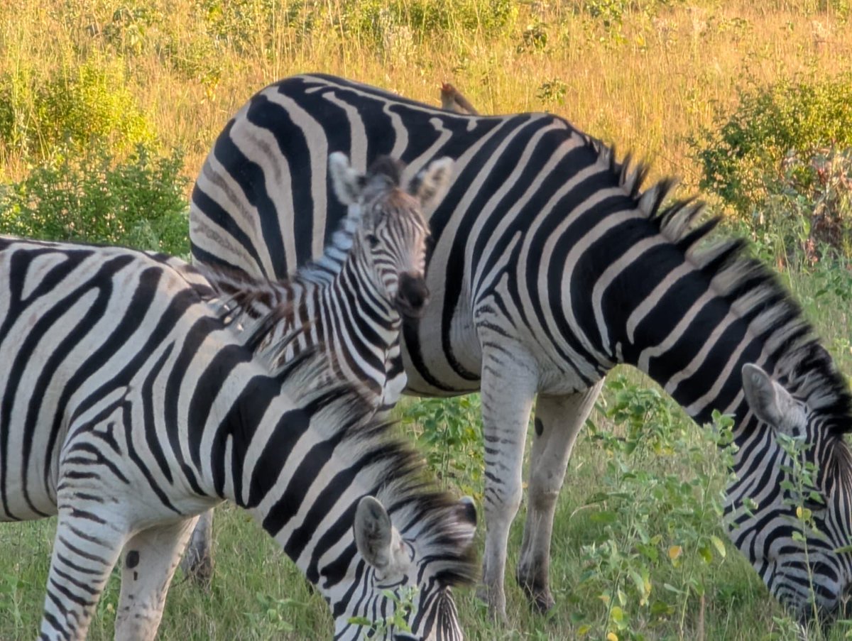 GApost16's tweet photo. AM game drive #SA26 https://t.co/RsMg7OYKfH