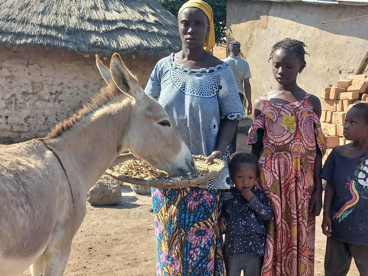 LiberiaAnimal's tweet image. Sarah’s healthy donkey is her family’s lifeline. Support @LiberiaAnimal to keep working animals strong and rural families thriving: liberiaanimalwelfaresociety.org #DonateForAnimals #HealthyAnimalsHealthyFamilies #SupportLAWCS