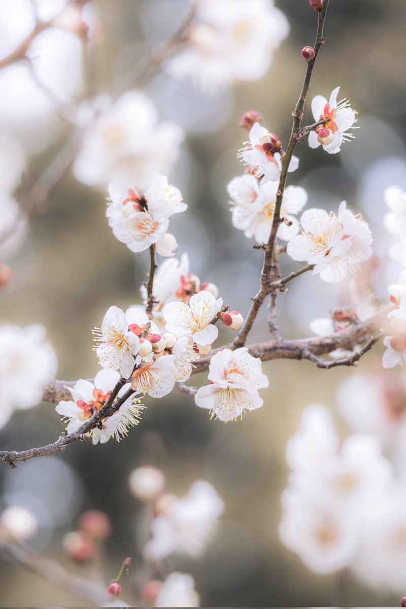早春の息吹。凛と咲く白梅