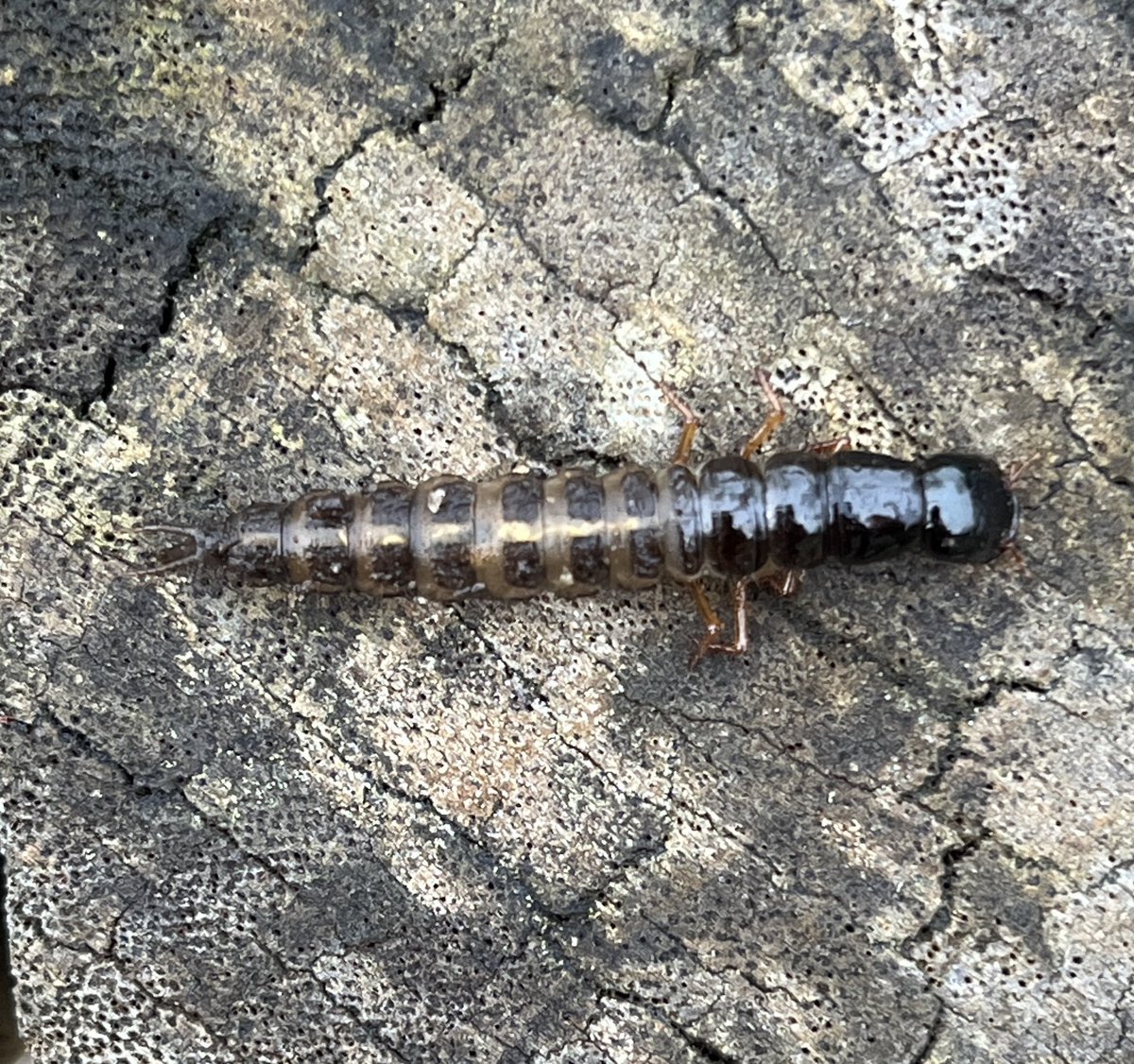 Ian Bennell tweet media