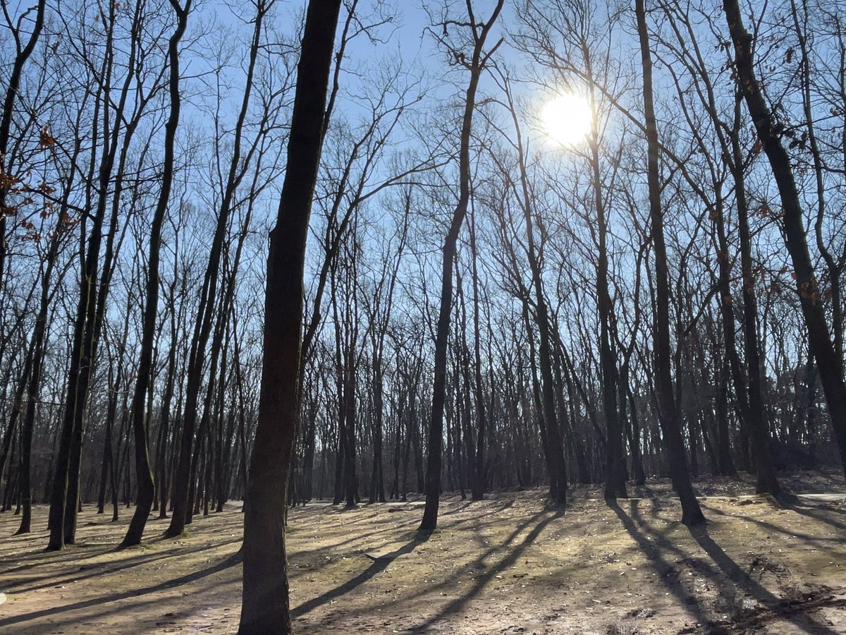 숲을 구불구불 걷는데
 이끼가 연두빛으로 반짝거리고 
이거도 엄청좋앗음 곧봄일거야