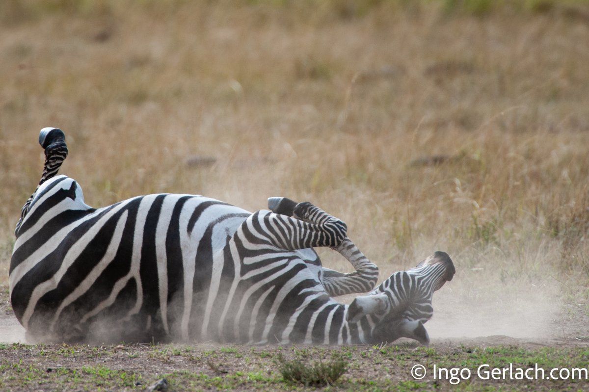 IngoGerlach3's tweet image. @Follower#Zebra nimmt ein #Staubbad, #Masai Mara, #Kenia, #Nikon D5 mit #180-400mm