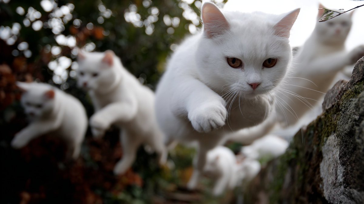 白猫ちゃんもちゃんといた!😆💕 忍者のように並ぶ姿がカッコ可愛くて