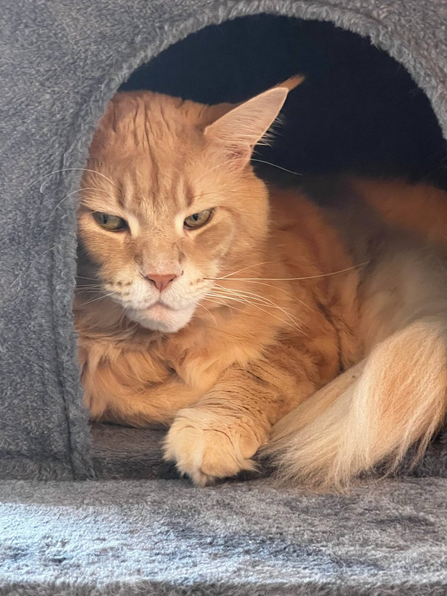 Haskiens tweet media