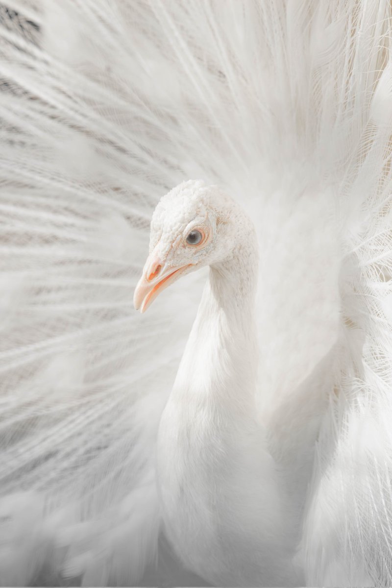 美しすぎる白い孔雀