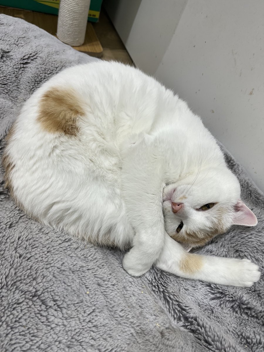 【動物【動物の飼い方講習会及び譲渡会を開催します】
日時：令和8年2月22日（日）13時から講習開始（受付：12：30～13：00）
場所：和歌山市動物愛護管理センター
（和歌山市松江東3－2－63）
TEL：073-488-2032
※講習受講を希望される方は、13時までにお越しください。予約は不要です。