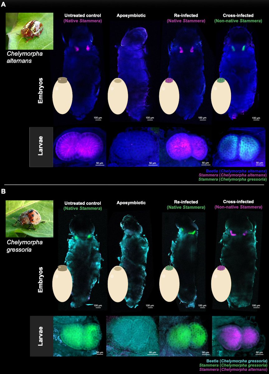 HassanSalem's tweet photo. How specific are heritable symbioses?

And what can we learn from swapping obligate symbionts across host species?

We address this in our latest, led by @Ines_Pons5, and out today in @NatureComms!🪲🦠

https://t.co/sEZxlPrx0j https://t.co/9m0vWsQKCl