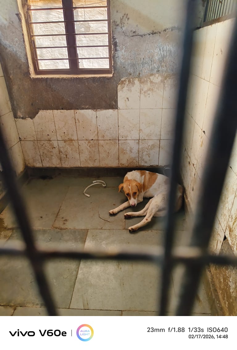 Object/Being tweet media