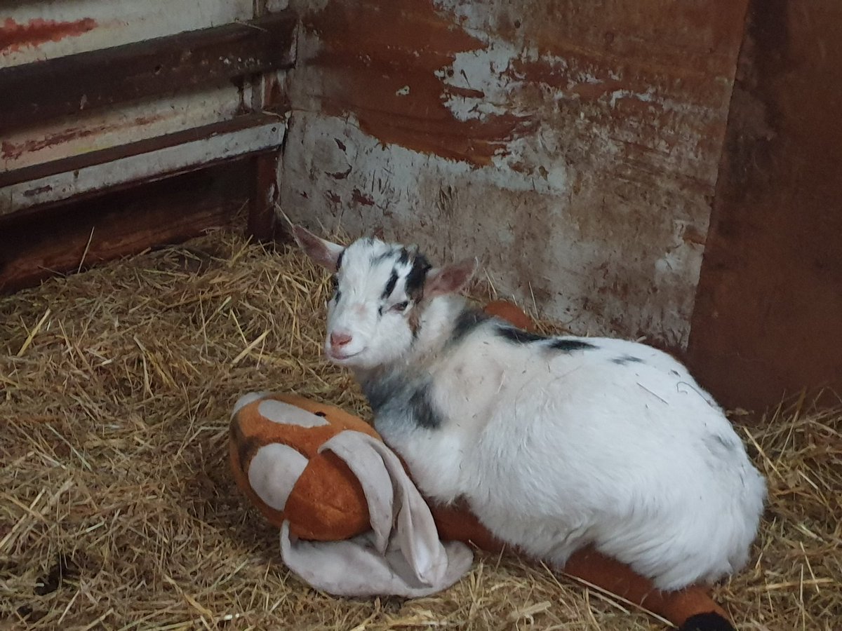 Buttercups Sanctuary For Goats tweet media