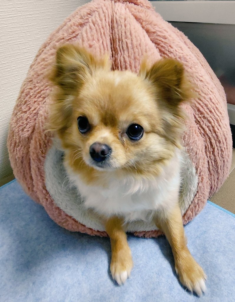 ai_cyon's tweet photo. 実家のワンニャンをしばらく預かる事になった🐶🐱
我が家の🐈‍⬛とあわせて3匹お世話頑張ろ〜 https://t.co/rn15vsLmyZ