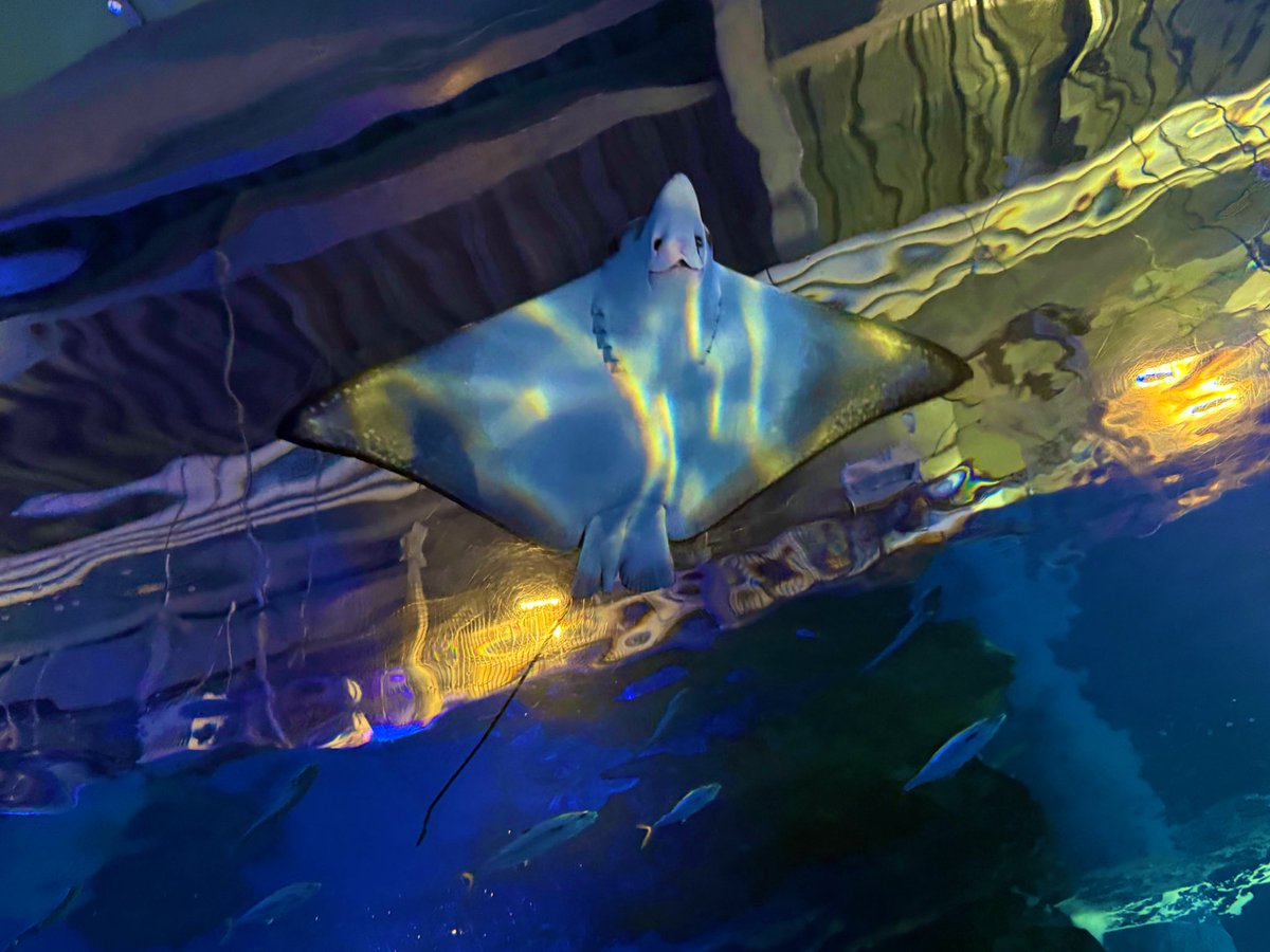 れたまる🐈‍⬛ tweet media