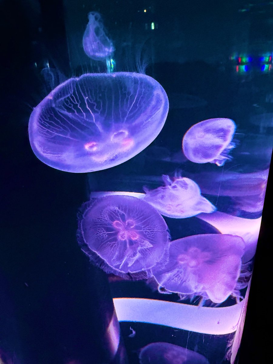 れたまる🐈‍⬛ tweet media