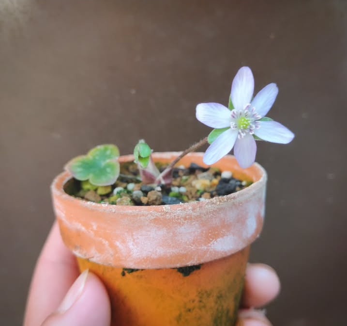雪割草(ユキワリソウ)/Hepatica nobilis var. japonica】 実生の雪割草
