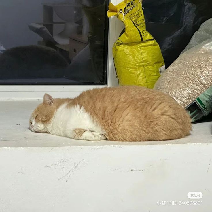 nocontextscats's tweet photo. super tired https://t.co/7amDJkms6u