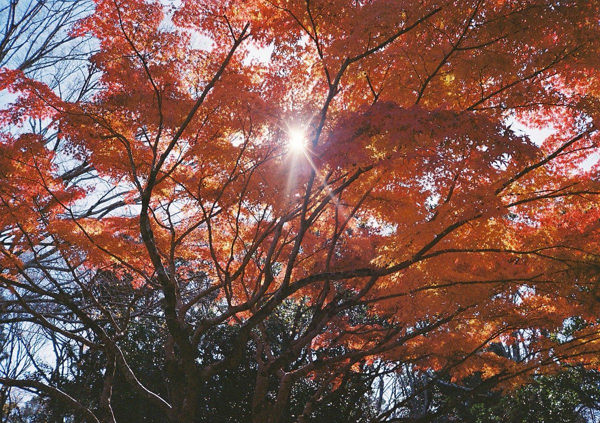 ao_s_6's tweet photo. 人生初フィルム、ちゃんと撮れてるか心配だったけど全部綺麗に写ってた。

Kodak ULTRAMAX 400 https://t.co/vASgh6aOdV