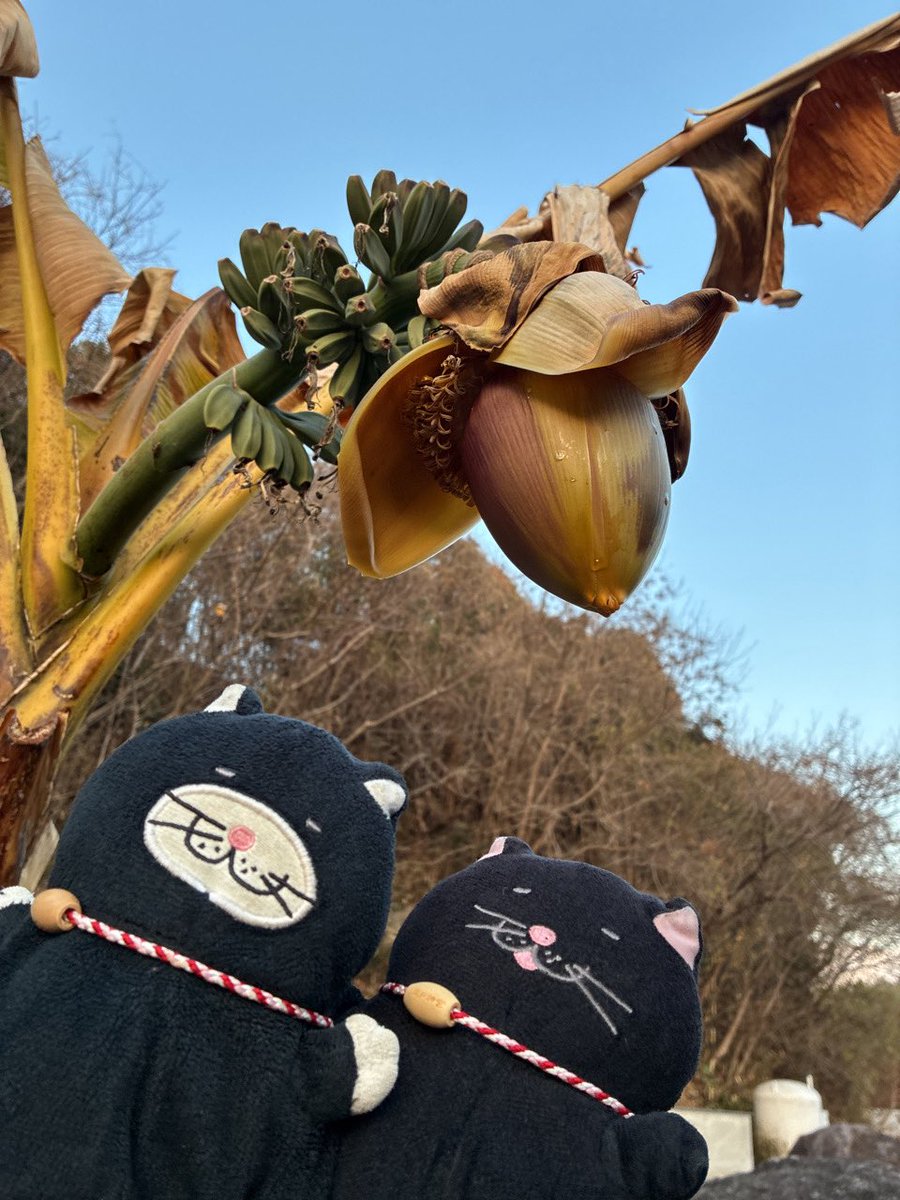 タカノ (@takanoma) / Posts / X