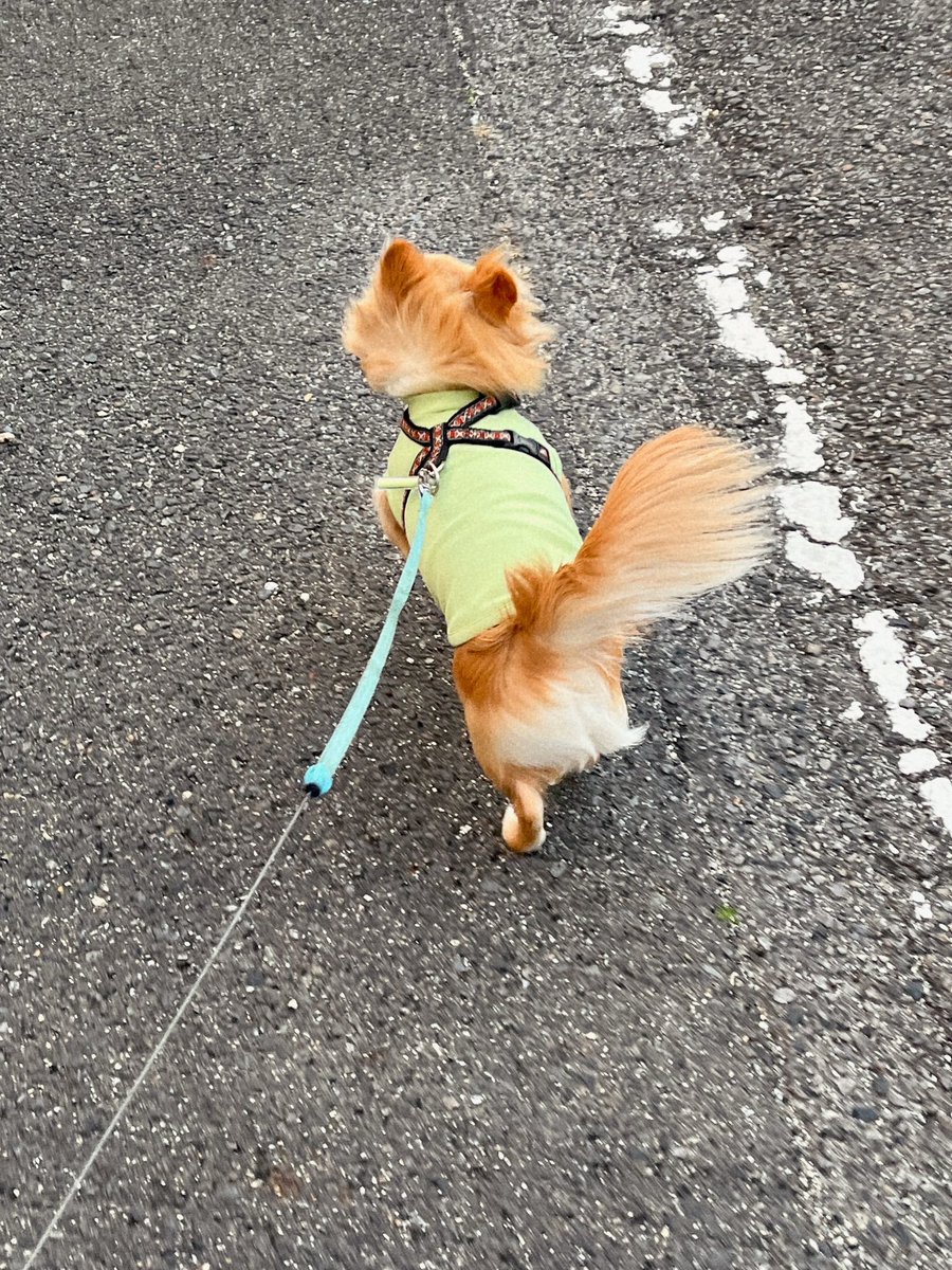 inoru_kun's tweet photo. 今日風強くて驚いたよね〜 https://t.co/RjfG1YkZVs