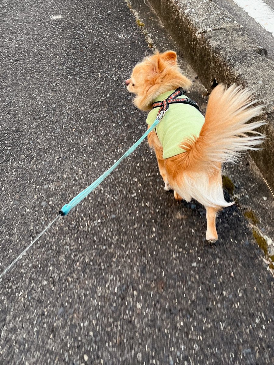 inoru_kun's tweet photo. 今日風強くて驚いたよね〜 https://t.co/RjfG1YkZVs