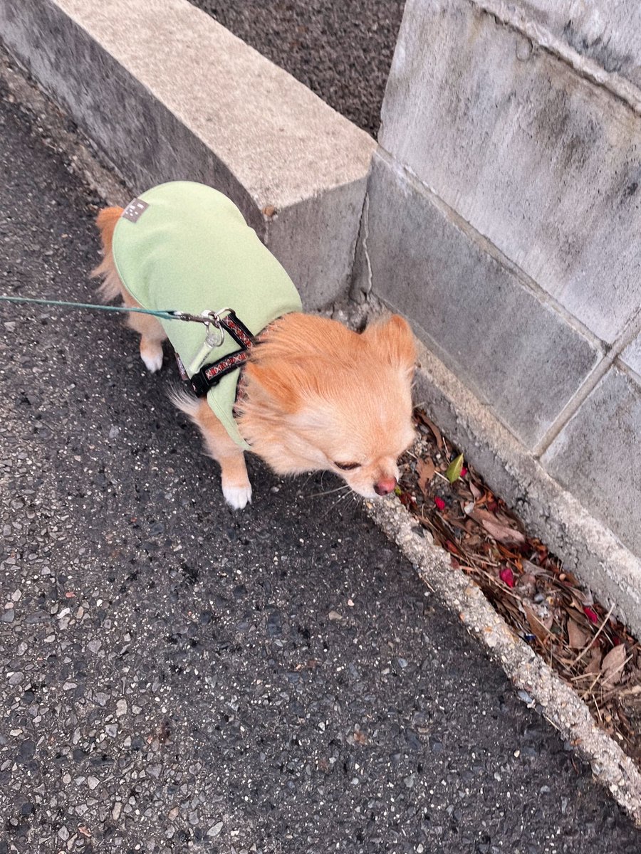 inoru_kun's tweet photo. 今日風強くて驚いたよね〜 https://t.co/RjfG1YkZVs