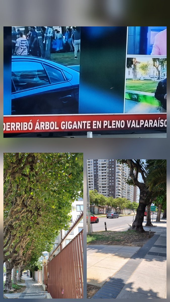 jadasecla's tweet photo. @MacaRipa señora Alcaldesa, se requiere urgente la poda de árboles a la altura de Calle Limache 1943 Viña. Esos árboles estan inmensos y sus ramas pasan los cables eléctricos,mucho follaje raíces y tronco chueco @meganoticiascl @MuchoGustoMEGA @vinadelmar @canal13 @24HorasTVN https://t.co/calKeK91yN