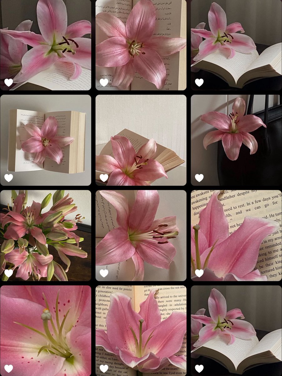 jstll0's tweet image. 🌺