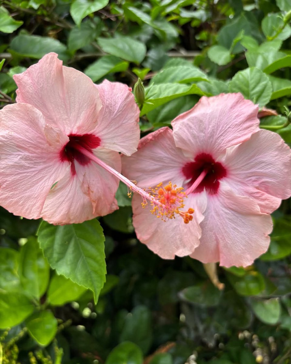 RepPlusUK's tweet image. A bouquet of our islands’ beautiful flowers. For you, from Samoa ❤️

In Samoa, beauty is everywhere, with over 500 native plant species thriving across the islands.

Discover Samoa's natural beauty: samoa.travel

#DiscoverBeautiful #BeautifulSamoa  #RepPlusClient